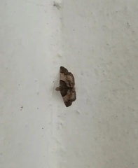 Pyralis pictalis