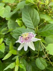 Passiflora colimensis