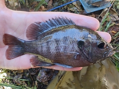 Lepomis punctatus