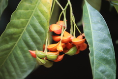 Tabernaemontana orientalis