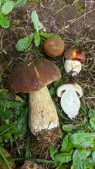 Boletus fibrillosus