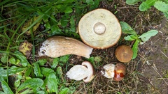 Boletus fibrillosus