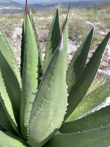 Agave garciae-mendozae