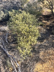 Phebalium tuberculosum