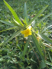Ludwigia grandiflora