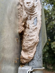 Ropalidia romandi