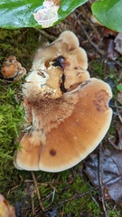 Amylocystis lapponica