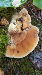 Amylocystis lapponica