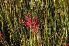 Salicornia