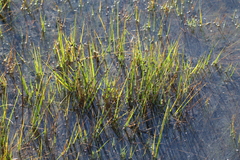 Sporobolus alterniflorus