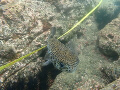 Diodon hystrix