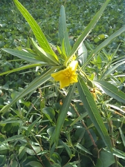 Ludwigia grandiflora