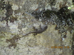Sceloporus dugesii