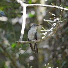 Elliotomyia viridicauda