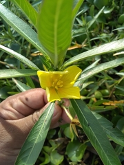 Ludwigia grandiflora
