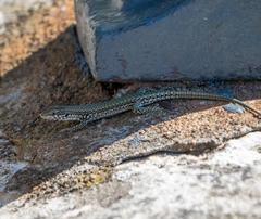 Podarcis muralis nigriventris