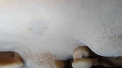 Amylocystis lapponica