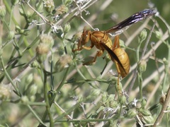 Polistes flavus