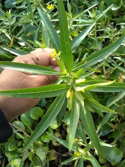 Ludwigia grandiflora