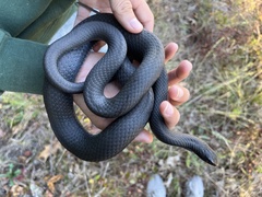 Coluber constrictor constrictor