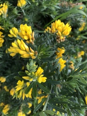 Genista linifolia