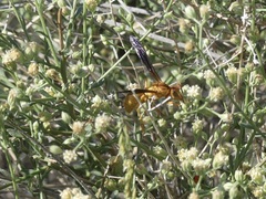 Polistes flavus