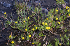 Cotula coronopifolia
