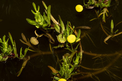 Cotula coronopifolia