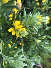 Genista linifolia