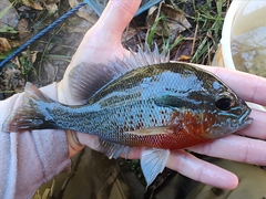 Lepomis auritus