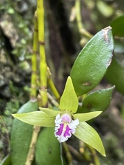 Dendrobium pugioniforme