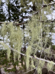 Usnea trichodea