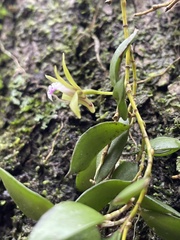 Dendrobium pugioniforme