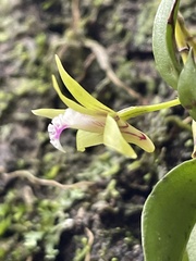 Dendrobium pugioniforme