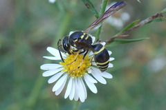 Ancistrocerus catskill