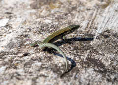 Podarcis muralis nigriventris