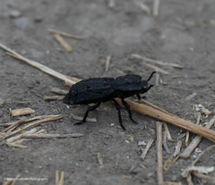Phloeodes diabolicus