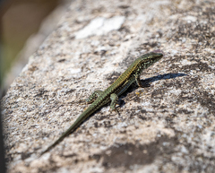 Podarcis muralis nigriventris