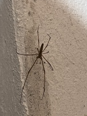 Pholcus phalangioides
