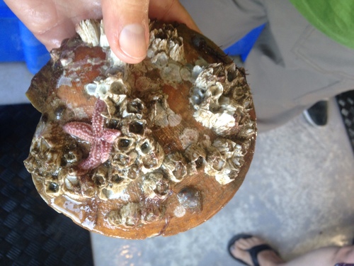 Placopecten magellanicus