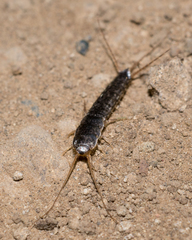 Allacrotelsa spinulata