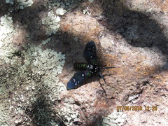 Chrysocale principalis