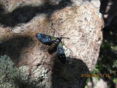 Chrysocale principalis