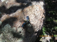 Chrysocale principalis