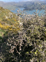 Helichrysum lanceolatum