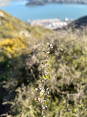 Helichrysum lanceolatum