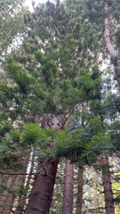 Araucaria columnaris