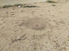 Pogonomyrmex barbatus