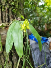 Polystachya concreta