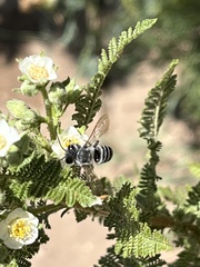 Megachiloides
